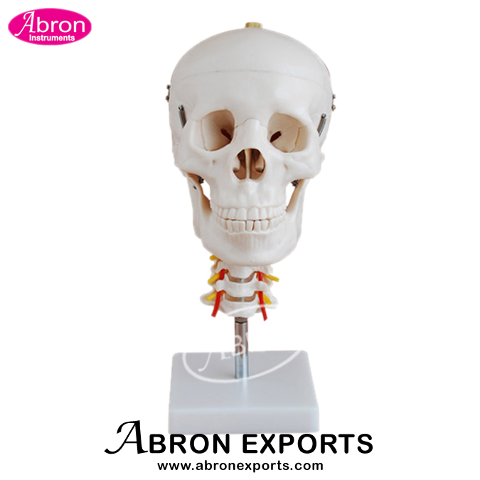 Model Human Skeleton Adult Skull Life size Human Model XD-104